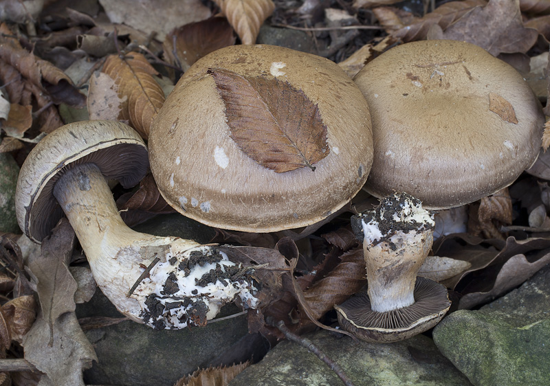 Cortinarius infractus